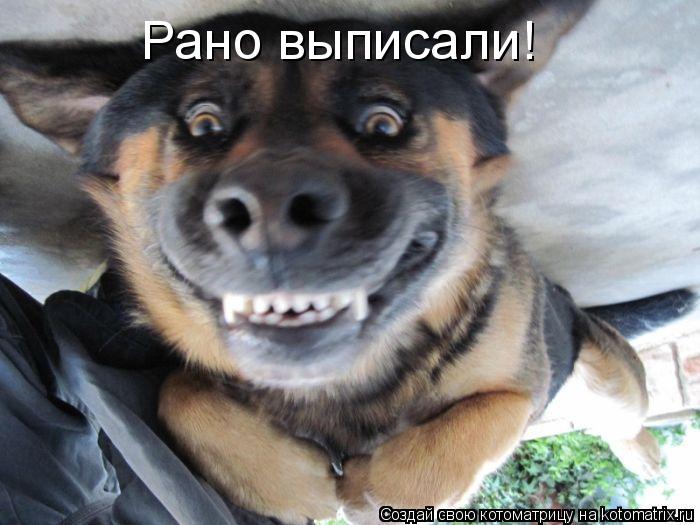Котоматрица: Рано выписали!
