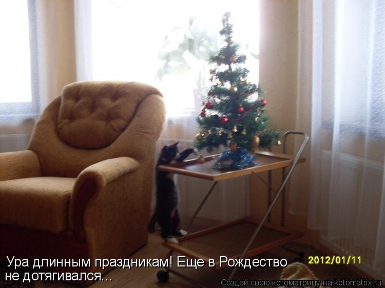 Котоматрица: Ура длинным праздникам! Еще в Рождество не дотягивался...