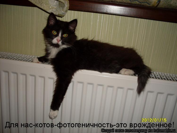 Котоматрица: Для нас-котов-фотогеничность-это врожденное!