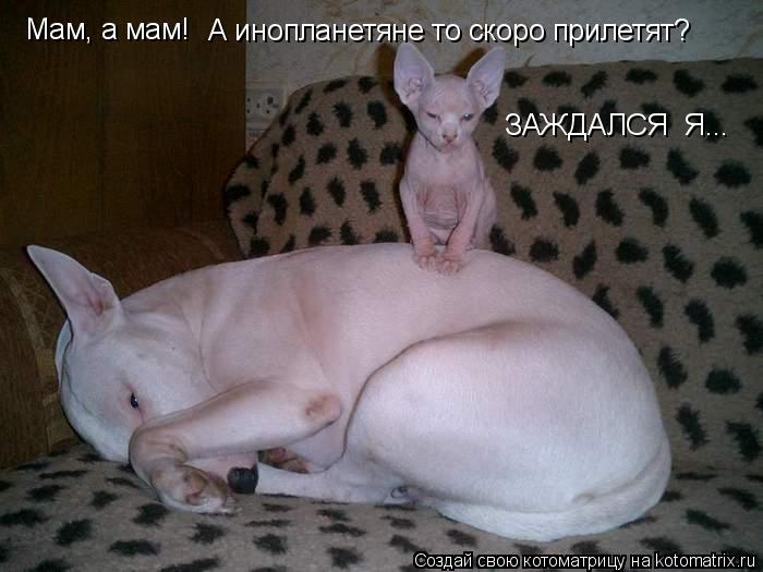 Котоматрица: Мам, а мам!  А инопланетяне то скоро прилетят? ЗАЖДАЛСЯ  Я...