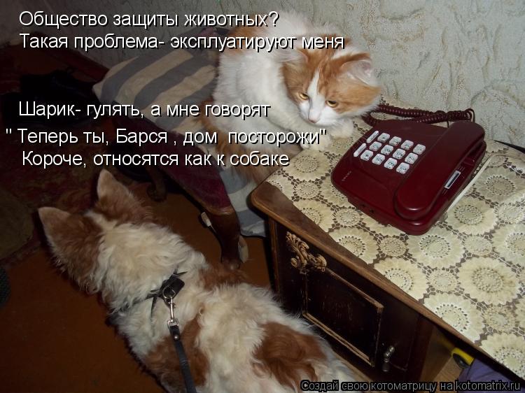 Котоматрица: Общество защиты животных? " Теперь ты, Барся , дом  посторожи" Короче, относятся как к собаке Такая проблема- эксплуатируют меня Шарик- гулять