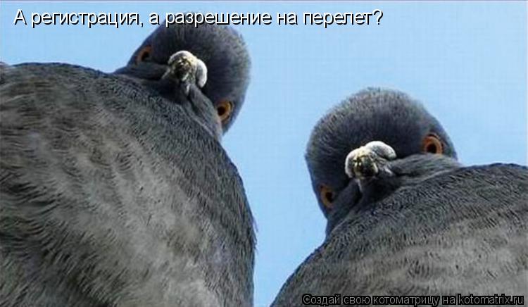Котоматрица: А регистрация, а разрешение на перелет?