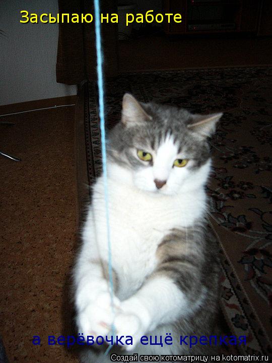 Котоматрица: Засыпаю на работе а верёвочка ещё крепкая