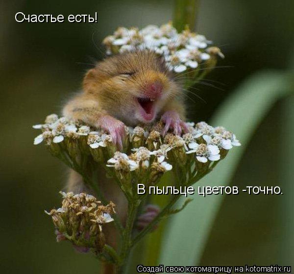 Счастье есть! В пыльце цветов -точно.... Котоматрица: Счастье есть! В пыльце цветов -точно.