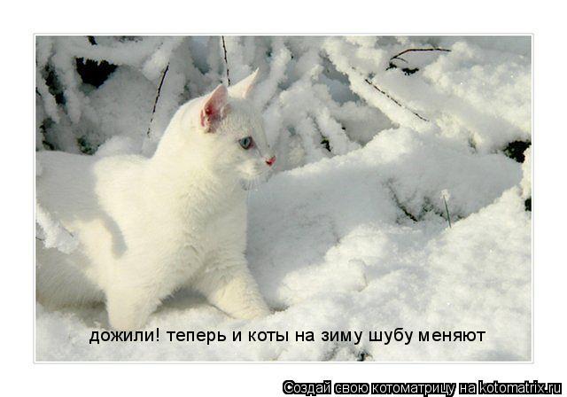 Котоматрица: дожили! теперь и коты на зиму шубу меняют
