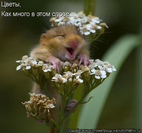 Как много в этом слове.... Цветы,... Котоматрица: Как много в этом слове.... Цветы,