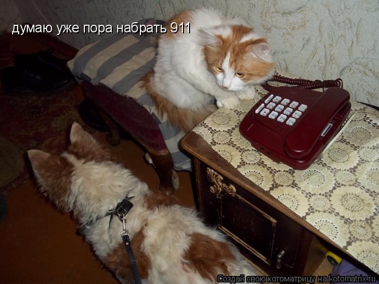 Котоматрица: думаю уже пора набрать 911