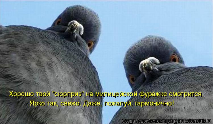 Хорошо твой "сюрприз" на милицейской фуражке смотрится. Ярко так, свежо. Даже, пожалуй, гармонично!... Котоматрица: Хорошо твой "сюрприз" на милицейской фуражке смотрится. Ярко так, свежо. Даже, пожалуй, гармонично!