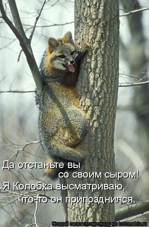 Да отстаньте вы со своим сыром! Я Колобка высматриваю, что-то он припозднился.... Котоматрица: Да отстаньте вы со своим сыром! Я Колобка высматриваю, что-то он припозднился.