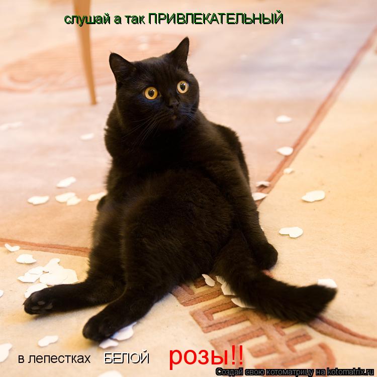 Котоматрица: слушай а так ПРИВЛЕКАТЕЛЬНЫЙ в лепестках  БЕЛОЙ розы!!