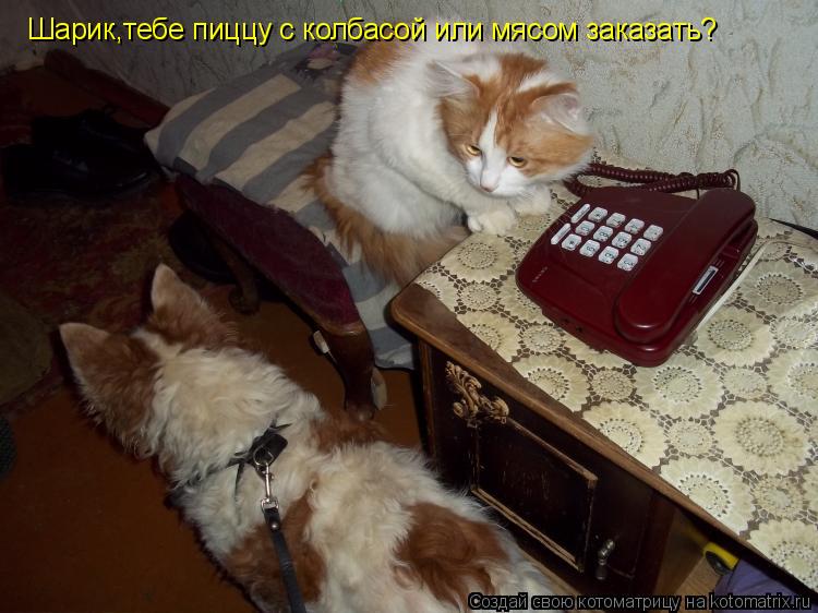 Котоматрица: Шарик,тебе пиццу с колбасой или мясом заказать?