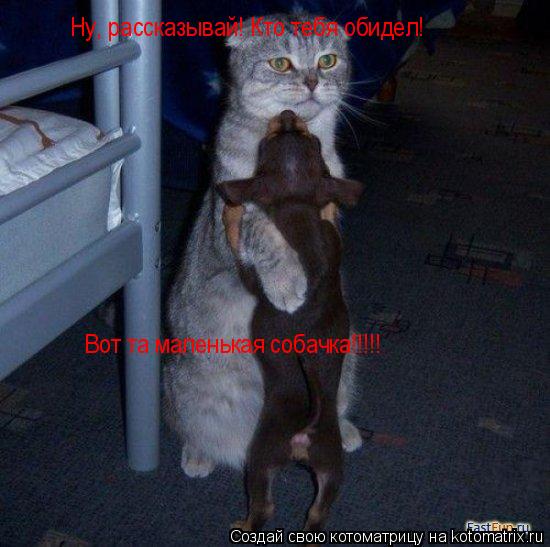 Котоматрица: Ну, рассказывай! Кто тебя обидел!  Ну, рассказывай! Кто тебя обидел!  Вот та маленькая собачка!!!!!