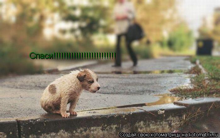 Котоматрица: Спаси!!!!!!!!!!!!!!!!!!!!!!!!!