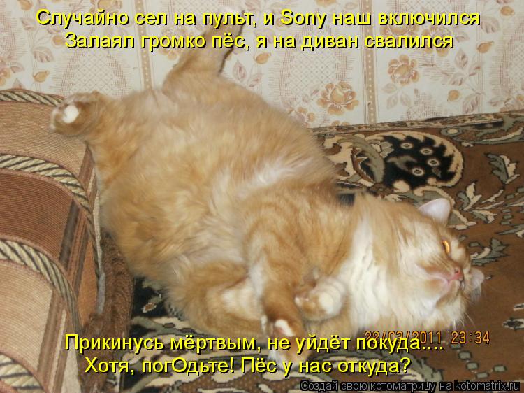 Случайно сел на пульт, и Sony наш включился Залаял громко пёс, я на диван свалился Прикинусь мёртвым,... Котоматрица: Случайно сел на пульт, и Sony наш включился Залаял громко пёс, я на диван свалился Прикинусь мёртвым, не уйдёт покуда.... Хотя, погОдьте! Пёс у на