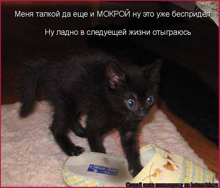 Меня тапкой да еще и МОКРОЙ ну это уже беспридел Ну ладно в следуещей жизни отыграюсь... Котоматрица: Меня тапкой да еще и МОКРОЙ ну это уже беспридел Ну ладно в следуещей жизни отыграюсь