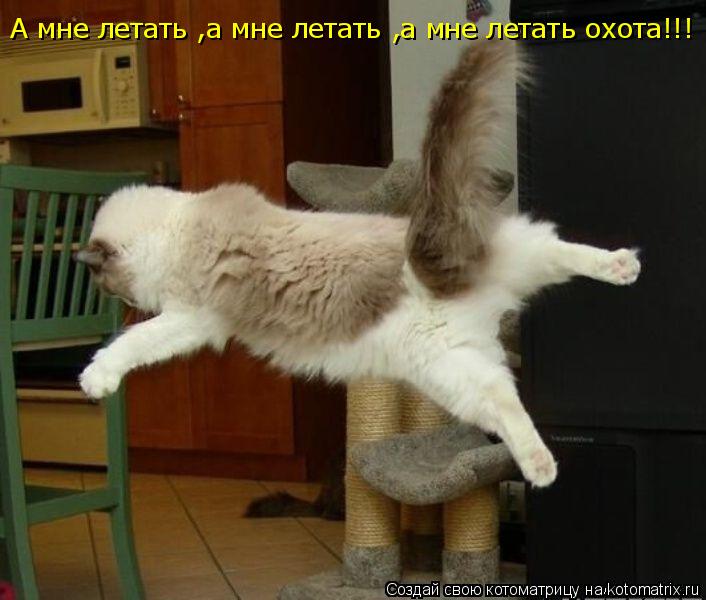 А мне летать ,а мне летать ,а мне летать охота!!!... Котоматрица: А мне летать ,а мне летать ,а мне летать охота!!!