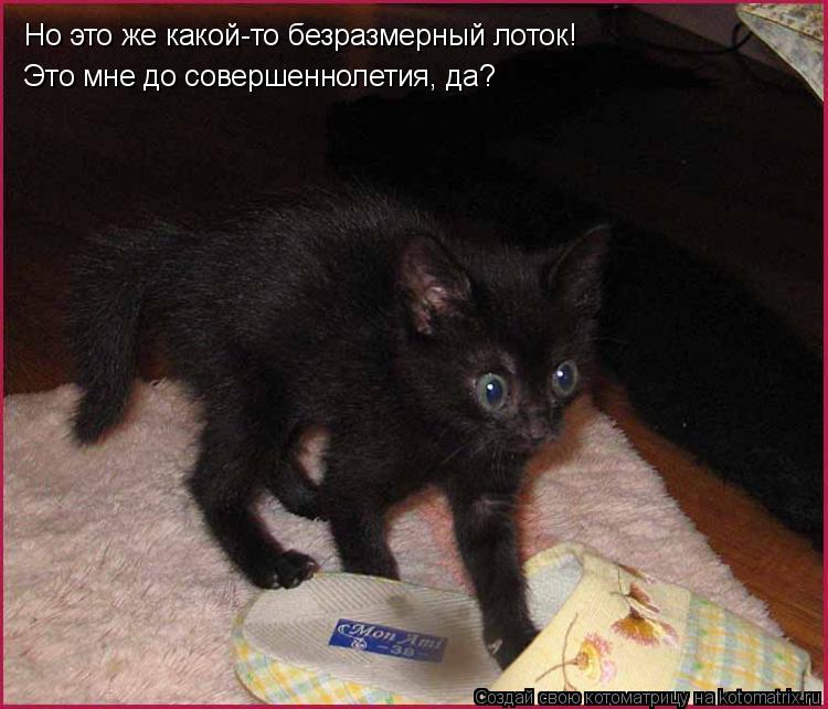 Но это же какой-то безразмерный лоток! Это мне до совершеннолетия, да?... Котоматрица: Но это же какой-то безразмерный лоток! Это мне до совершеннолетия, да?
