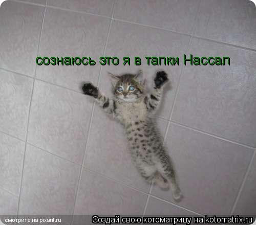 сознаюсь это я в тапки Нассал... Котоматрица: сознаюсь это я в тапки Нассал