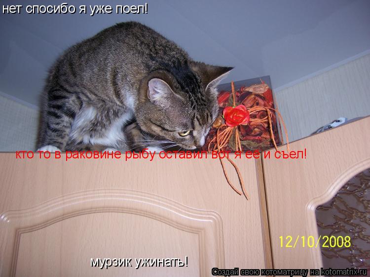 мурзик ужинать! нет спосибо я уже поел! кто то в раковине рыбу оставил вот я её и съел!... Котоматрица: мурзик ужинать! нет спосибо я уже поел! кто то в раковине рыбу оставил вот я её и съел!