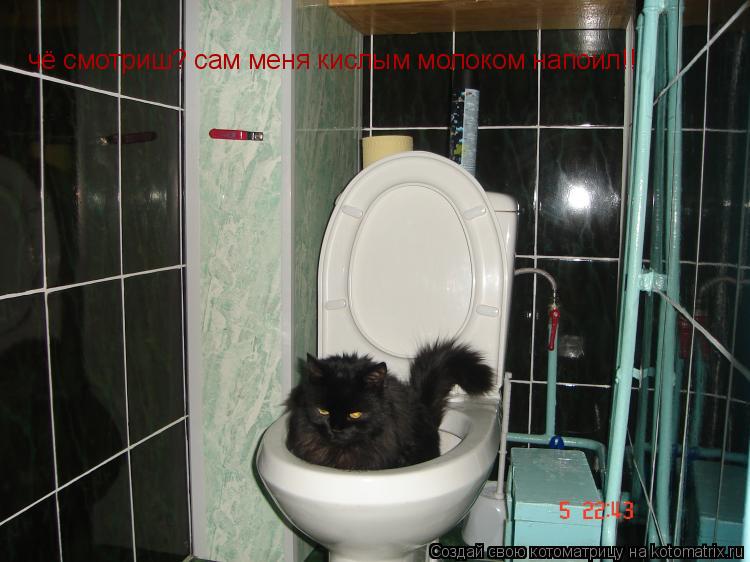 чё смотриш? сам меня кислым молоком напоил!!... Котоматрица: чё смотриш? сам меня кислым молоком напоил!!