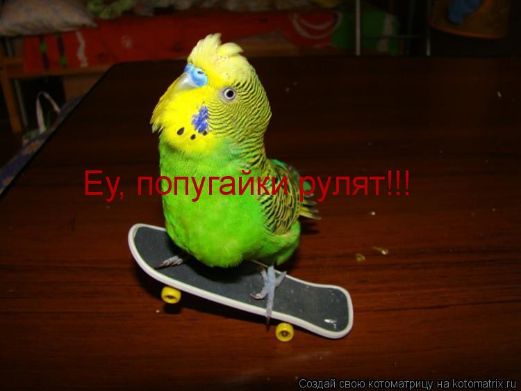 Еу, попугайки рулят!!!... Котоматрица: Еу, попугайки рулят!!!
