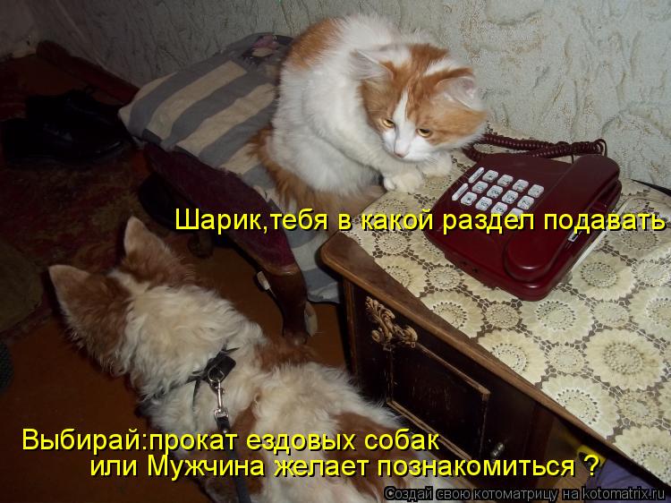 Шарик,тебя в какой раздел подавать или Мужчина желает познакомиться ? Выбирай:прокат ездовых собак... Котоматрица: Шарик,тебя в какой раздел подавать или Мужчина желает познакомиться ? Выбирай:прокат ездовых собак