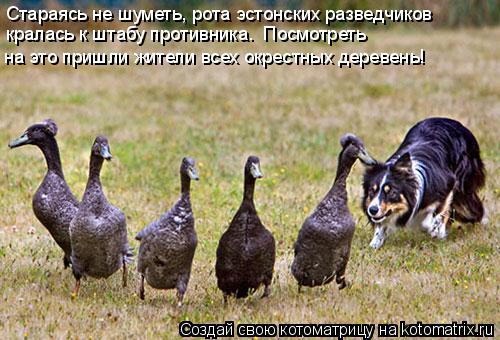 Стараясь не шуметь, рота эстонских разведчиков кралась к штабу противника. Посмотреть на это пришл... Котоматрица: Стараясь не шуметь, рота эстонских разведчиков кралась к штабу противника. Посмотреть на это пришли жители всех окрестных деревень!