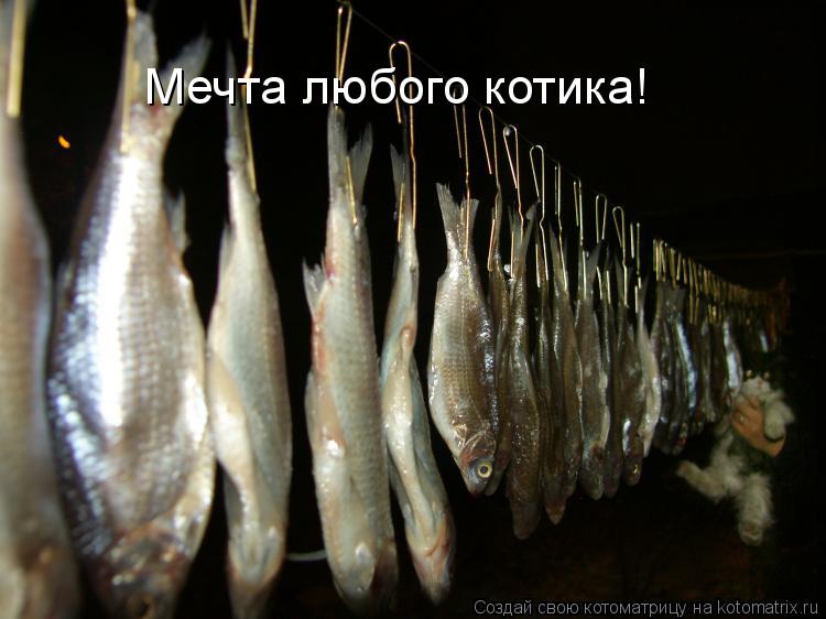 Мечта любого котика!... Котоматрица: Мечта любого котика!