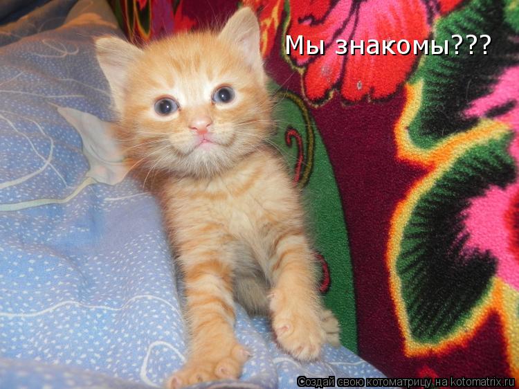 Мы знакомы???... Котоматрица: Мы знакомы???