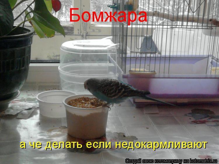 Бомжара а че делать если недокармливают... Котоматрица: Бомжара а че делать если недокармливают