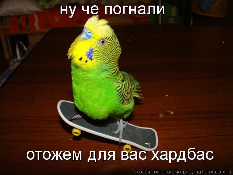 ну че погнали отожем для вас хардбас... Котоматрица: ну че погнали отожем для вас хардбас