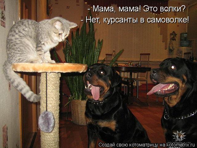 - Мама, мама! Это волки? - Нет, курсанты в самоволке!... Котоматрица: - Мама, мама! Это волки? - Нет, курсанты в самоволке!