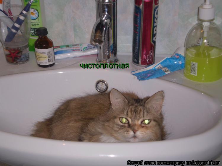 чистоплотная... Котоматрица: чистоплотная