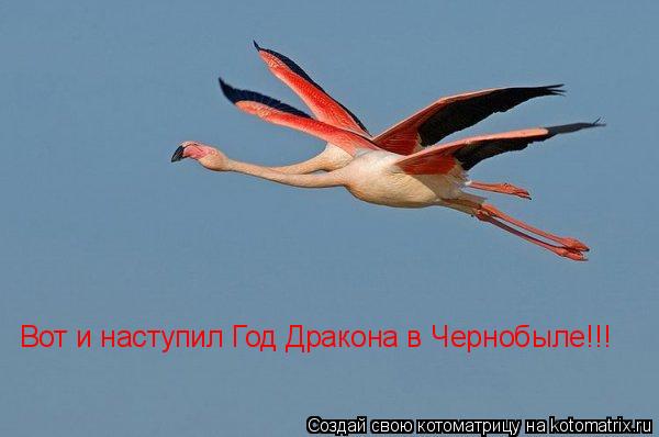 Вот и наступил Год Дракона в Чернобыле!!!... Котоматрица: Вот и наступил Год Дракона в Чернобыле!!!