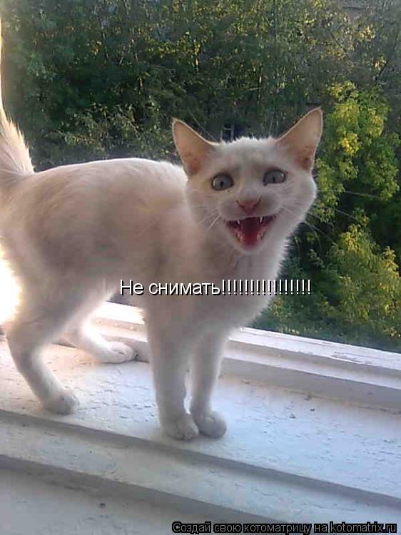 Не снимать!!!!!!!!!!!!!!!!... Котоматрица: Не снимать!!!!!!!!!!!!!!!!