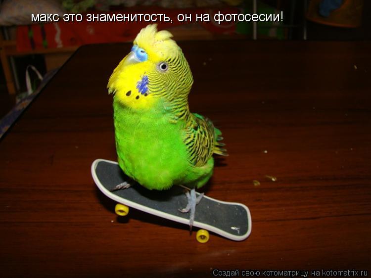 макс это знаменитость, он на фотосесии!... Котоматрица: макс это знаменитость, он на фотосесии!