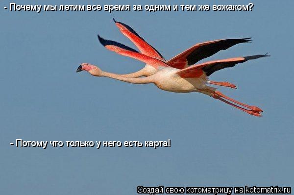 - Почему мы летим все время за одним и тем же вожаком? - Потому что только у него есть карта!... Котоматрица: - Почему мы летим все время за одним и тем же вожаком? - Потому что только у него есть карта!