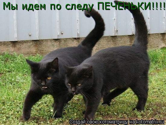 Котоматрица: Мы идем по следу ПЕЧЕНЬКИ!!!!