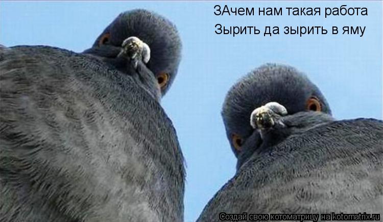 Котоматрица: ЗАчем нам такая работа Зырить да зырить в яму