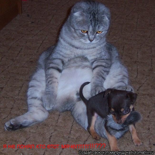 Котоматрица: я не понял кто етот мячегггггг!!!???