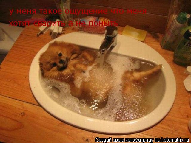 Котоматрица: у меня такое ощущение что меня хотят сварить а не помыть