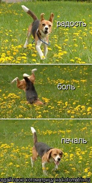 Котоматрица: радость  боль  печаль