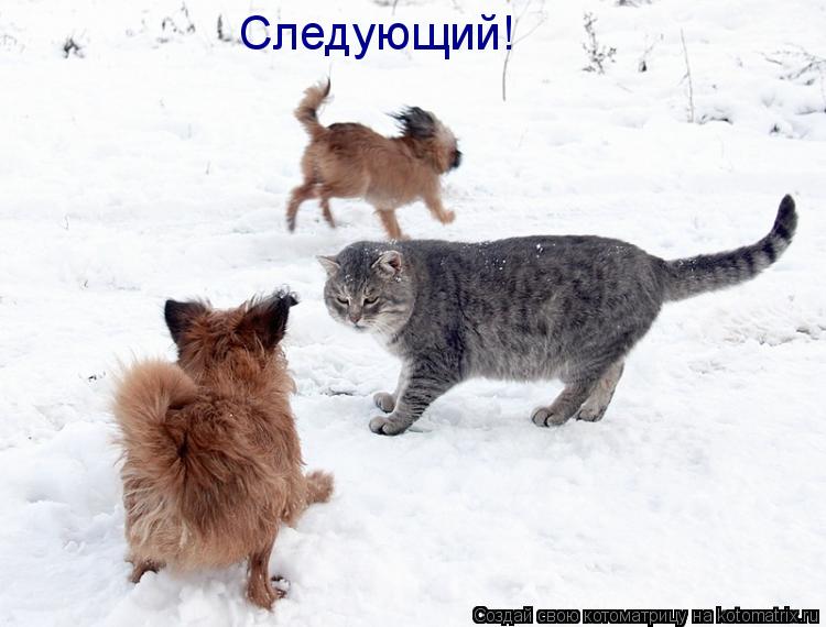 Котоматрица: Следующий!