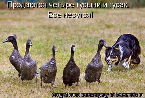 Продаются четыре гусыни и гусак. Все несутся!... Котоматрица: Продаются четыре гусыни и гусак. Все несутся!