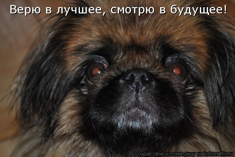 Верю в лучшее, смотрю в будущее!... Котоматрица: Верю в лучшее, смотрю в будущее!