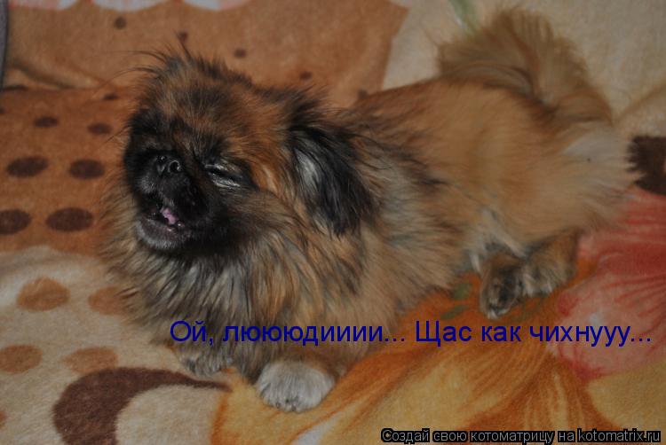 Ой, люююдииии... Щас как чихнууу...... Котоматрица: Ой, люююдииии... Щас как чихнууу...