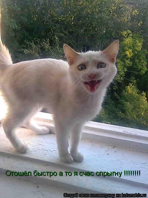 Отошёл быстро а то я счас спрыгну !!!!!!!! Отошёл быстро а то я счас спрыгну !!!!!!!!... Котоматрица: Отошёл быстро а то я счас спрыгну !!!!!!!! Отошёл быстро а то я счас спрыгну !!!!!!!!
