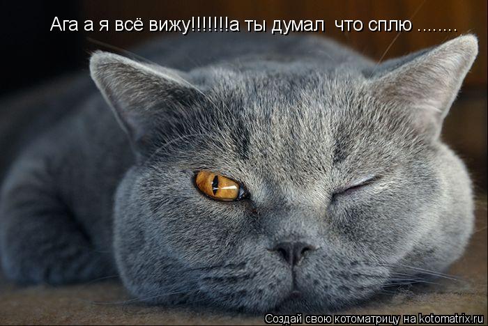 Ага а я всё вижу!!!!!!!а ты думал что сплю ........... Котоматрица: Ага а я всё вижу!!!!!!!а ты думал что сплю ........