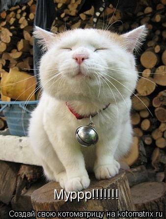 Муррр!!!!!!!... Котоматрица: Муррр!!!!!!!