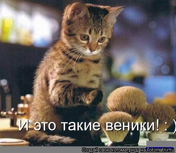 И это такие веники! : )... Котоматрица: И это такие веники! : )
